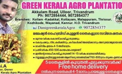 മൂന്നര വർഷത്തിൽ കായ്ഫലം: തെങ്ങിൻതൈകൾക്ക്: