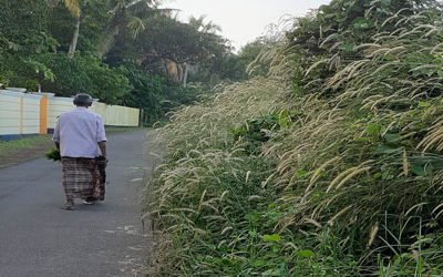 ഇലകമൺ,  കാടുപിടിച്ച് റോഡ് വശങ്ങൾ: കാട് വെട്ടാൻ തൊഴിലുഴപ്പുകാരായും കാണാനില്ല.