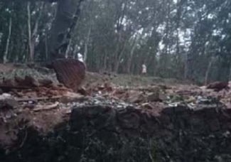 മലയാറ്റൂര്‍ പാറമട സ്ഫോടനം;  തീവ്രവാദ ഗ്രൂപ്പുകൾക്ക്  പങ്കുണ്ടോയെന്നു  സംശയം; എന്‍ഐഎ അന്വേഷണം വേണമെന്ന് പരിസ്ഥിതി സംരക്ഷണ സമിതി: