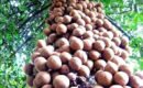 ആരോഗ്യപ്രദായകം ഒപ്പം ശരീരത്തിന്  സുഗന്ധവും നൽകുന്ന കെപ്പൽ പഴം:
